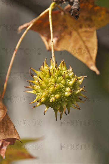 American sweetgum