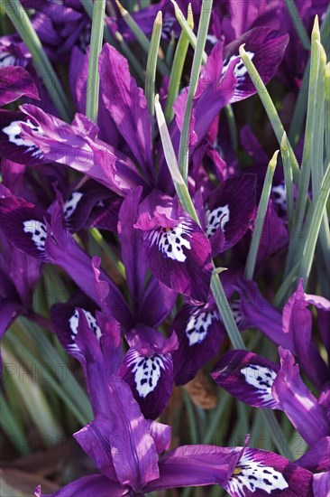 Pauline Dwarf Iris