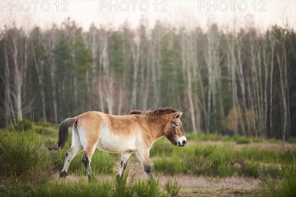 Przewalski's horse