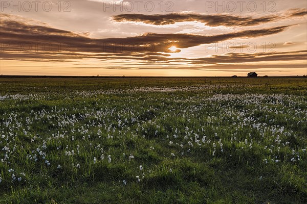 Common cottongrass