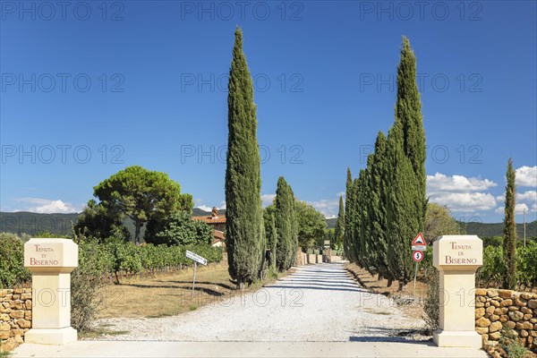 Cypress avenue at the entrance to the Tenuta di Biserno winery