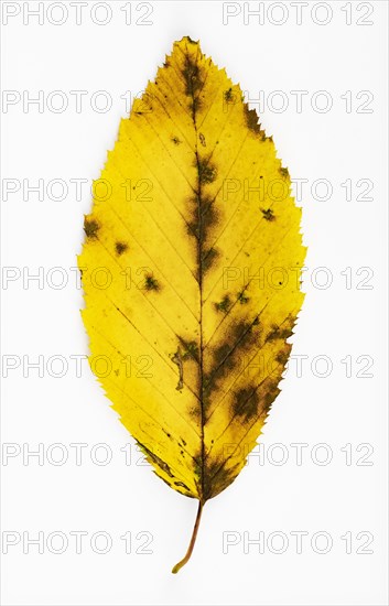 Autumnal discoloured elm leaf