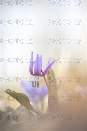 Flowering dog's tooth violet