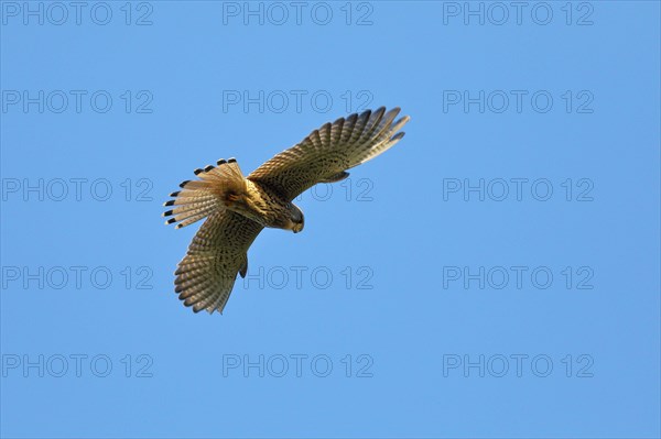 Common kestrel