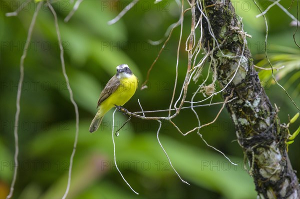 Grey-capped masked tyrant