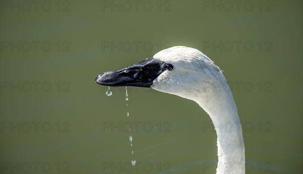 Trumpeter swan