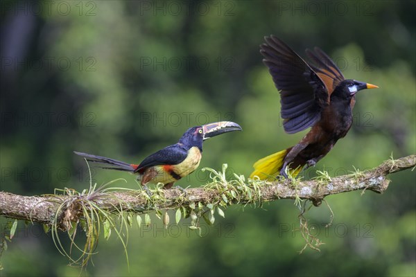 Montezuma oropendola