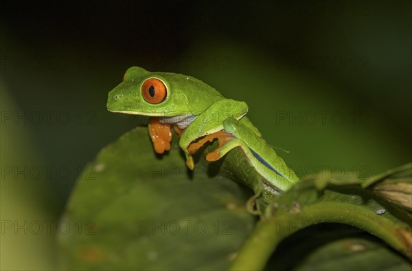 Red-eyed tree frog