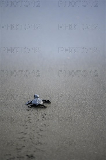 Newly hatched olive ridley sea turtle