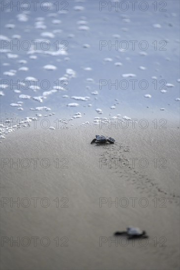 Newly hatched olive ridley sea turtle