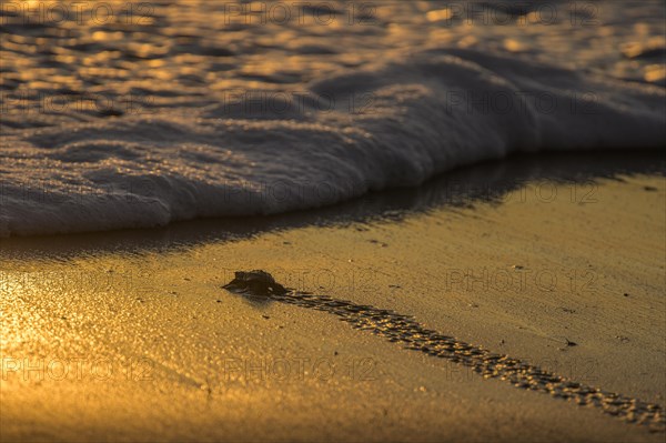 Newly hatched olive ridley sea turtle