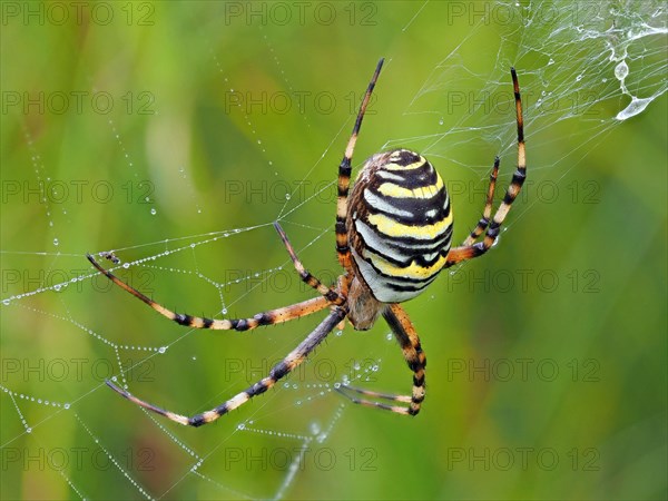 Wasp spider