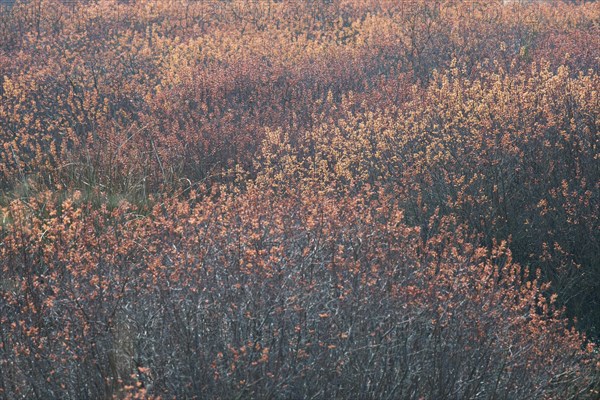 Bog myrtle