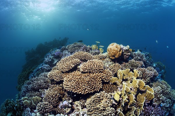 Coral reef