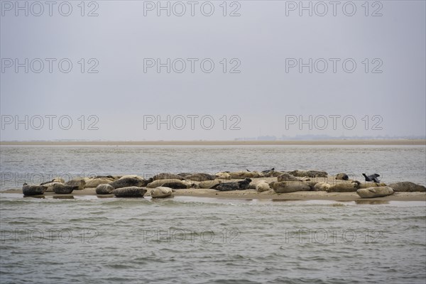 Grey seals