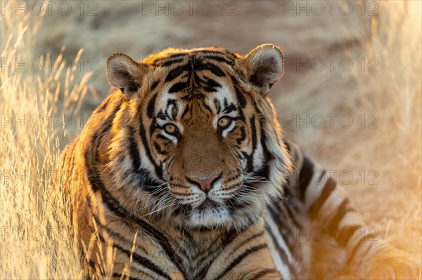 Bengal tiger