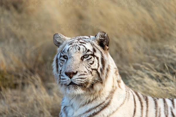 White bengal tiger