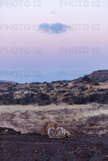 Bengal tiger