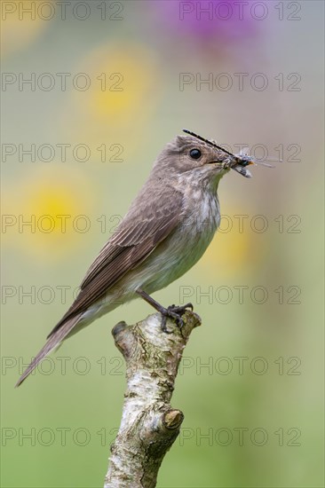 Spotted flycatcher