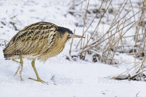 Eurasian bittern