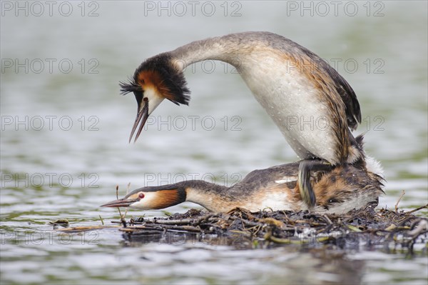 Great crested grebe