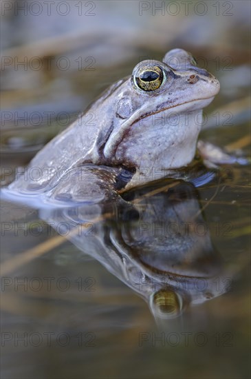 Blue-coloured moor frog