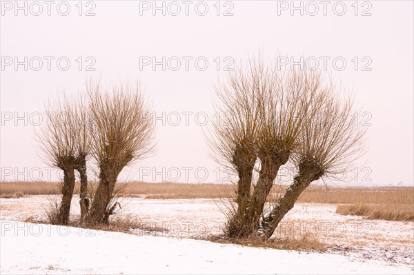 Pollarded willows in a wintry landscape at Duemmer