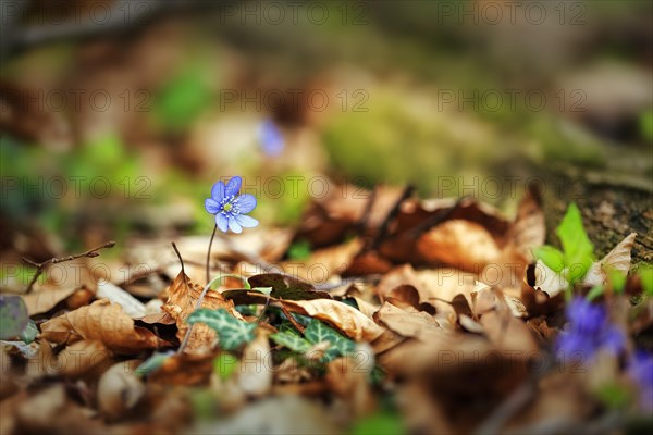 Flowering liverwort