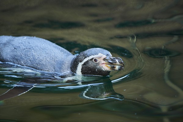 Humboldt penguin