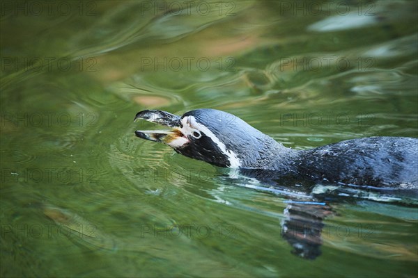 Humboldt penguin