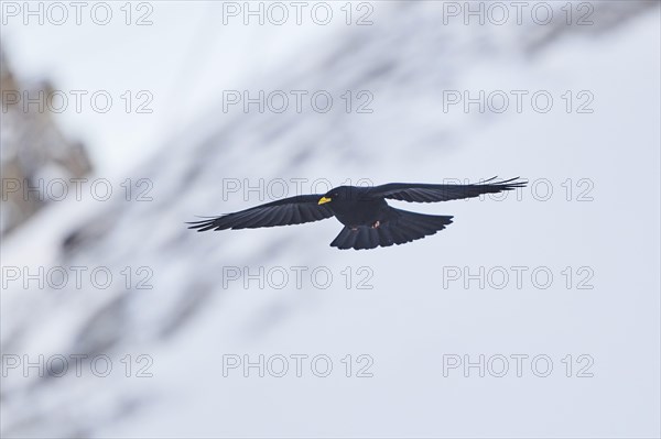 Yellow-billed chough