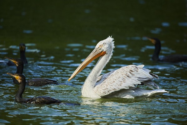 Dalmatian pelican