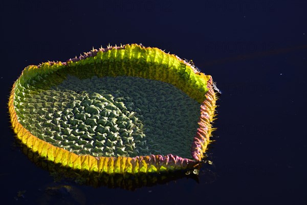 Amazon water lily