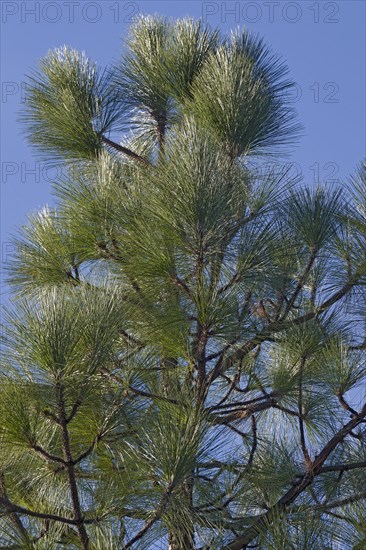 Longleaf pine