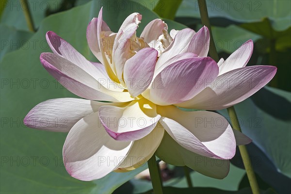 Sacred lotus