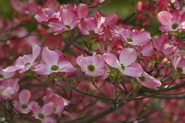 Flowering Dogwood