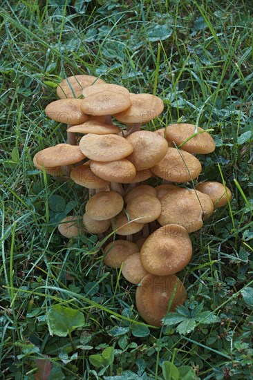 Ringless honey fungus