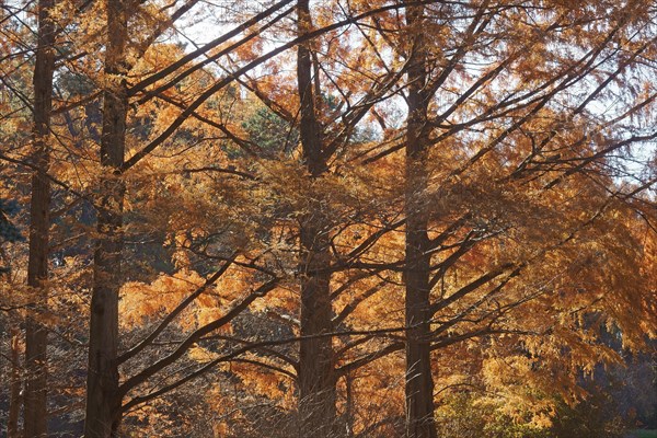 National Dawn redwood