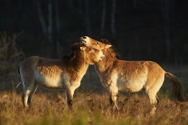 Przewalski's horse