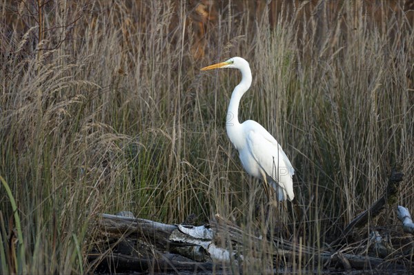 Great egret