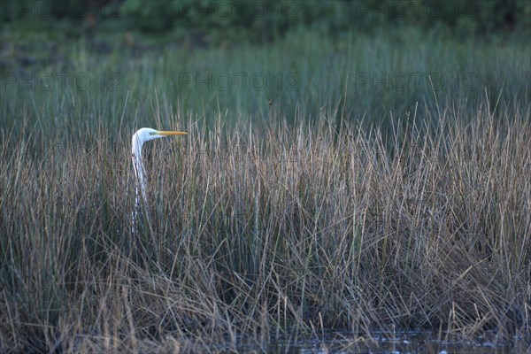 Great egret