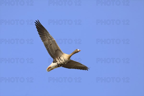 Greater white-fronted goose