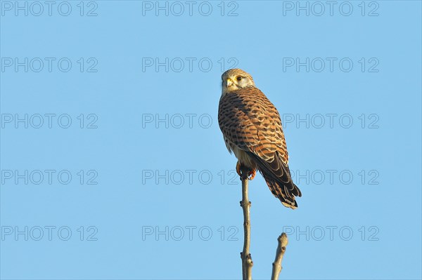 Common kestrel