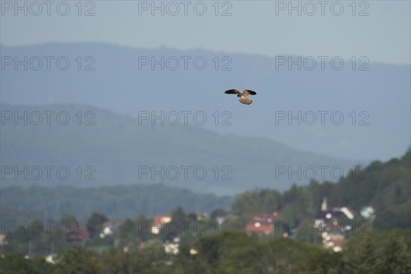 Common kestrel