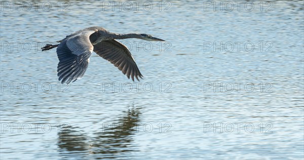 Great blue heron