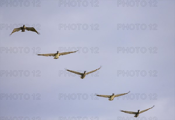 Brown pelicans