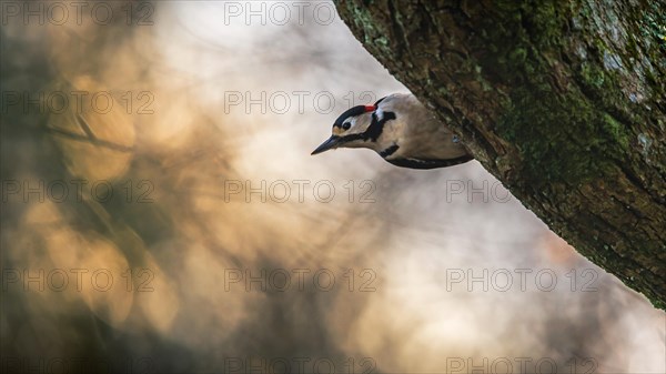 Male of Great Spotted Woodpecker