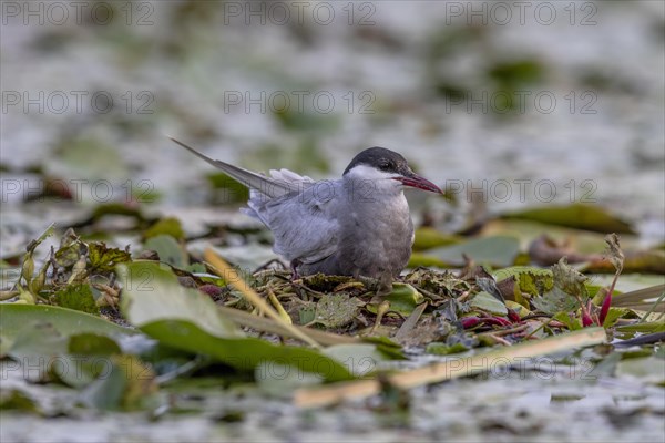 White-bearded Tern