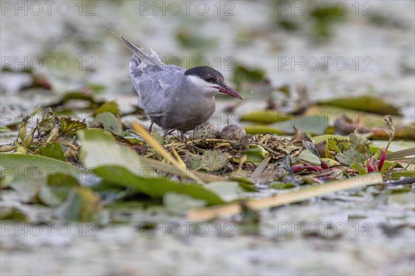 White-bearded Tern