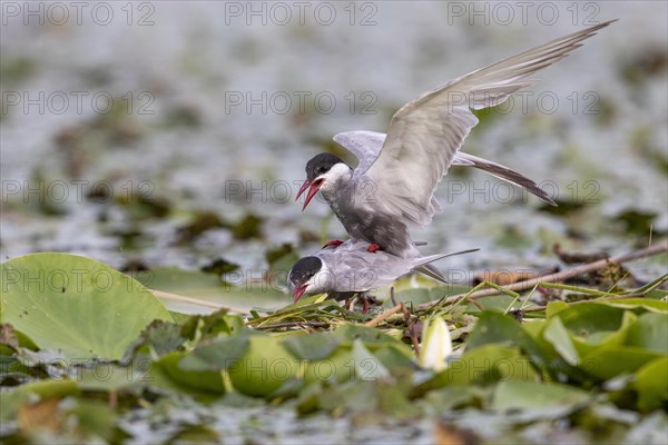 Two White-bearded Terns